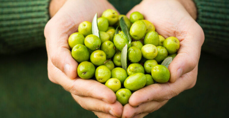 Olly’s Olives